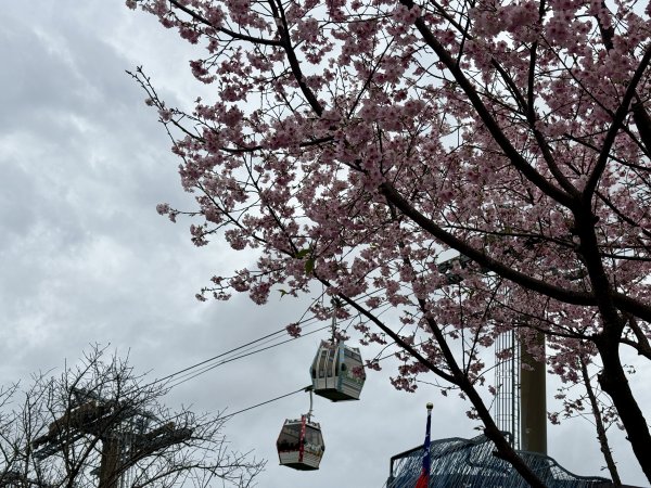 指南宮賞櫻2708116