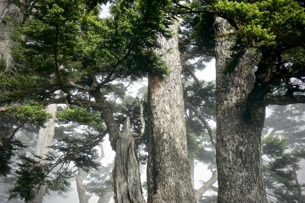 拾丸山：匹亞桑山1132168