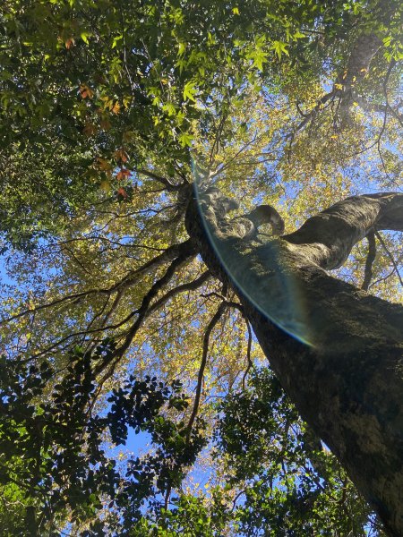 114.11.16 北得拉曼追黃金山毛櫸2937895