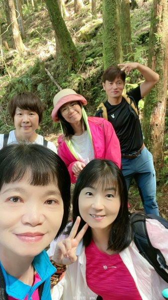 【台中和平】筆直的杉林.林相優美。 橫嶺山x沙連山P型2869016