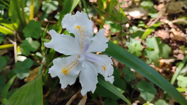 年前練練腳台北西湖近郊13連峰O型2999232