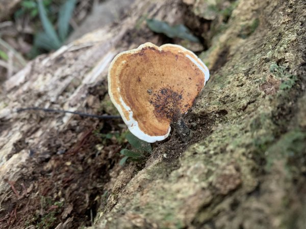 20260119高雄尾寮山(第24刷)2985564