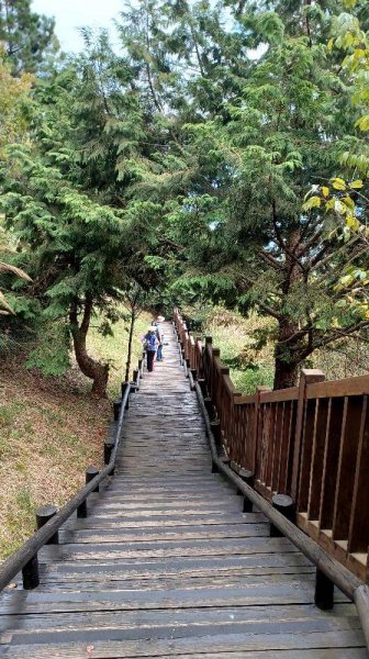 觀霧巨木群步道