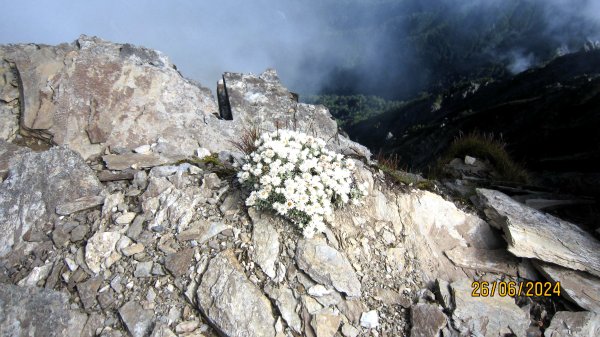 【單攻奇萊北峰】 完美的高山訓練場域 ！2541886