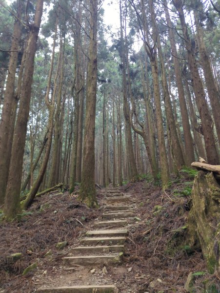 2026.02.14－特富野古道3013733