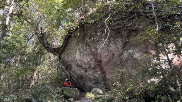 山毛櫸「最後一舞」2955257