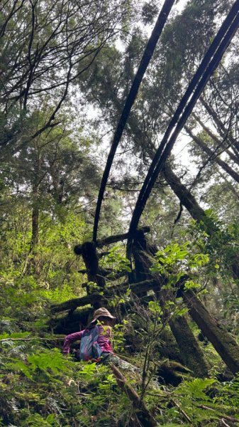 多門山山麓見晴運材軌道2597622