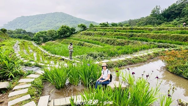 【新北石門】全台唯一火山岩石砌梯田。 嵩山百年梯田阡陌步道2823953