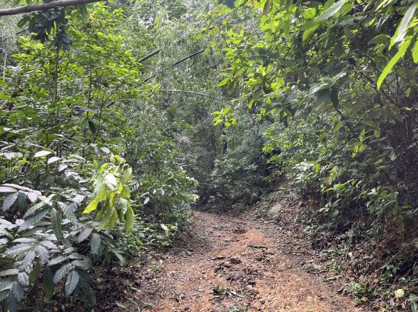 [屏步青雲 尋寶任務-08/10] 2024_1006 棚集山步道2617037