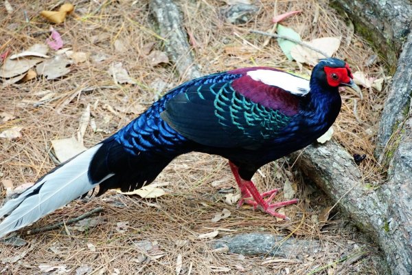 八仙山國家森林遊樂區527127