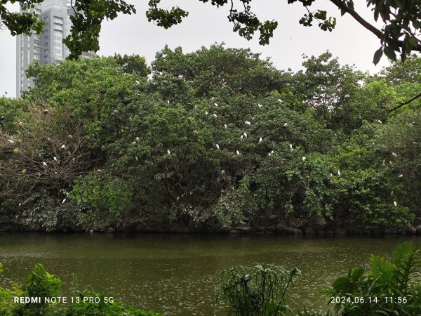 大安森林公園、高記上海料理、北師美術館【走路趣尋寶，全臺齊步走】2526030