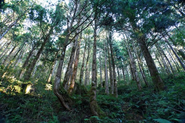 宜蘭 大同 三星山2890384