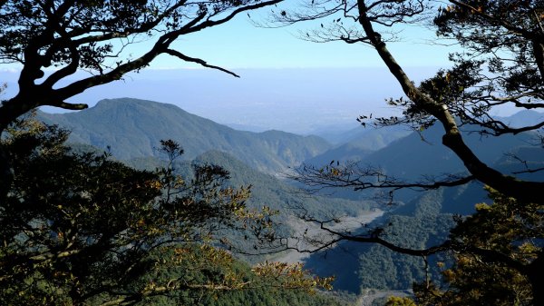 深秋限定~沒到過銅山別說看過山毛櫸447129