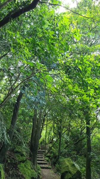 2022-0605 苗冷古道-七星公園-冷水坑-冷擎步道1727662