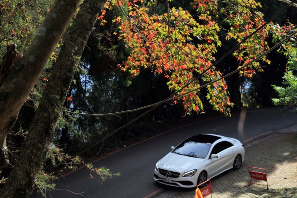 【南投~仁愛】清境農場賞銀杏落羽松楓紅1209033