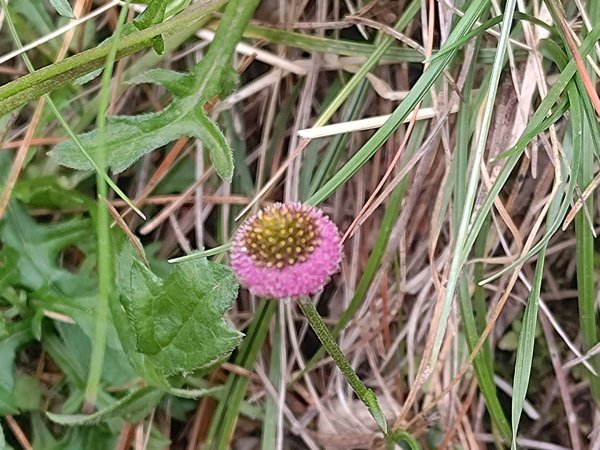 麟趾山附近的花草2620885