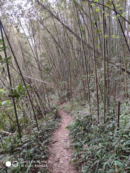 五指山五連峰純路況530524