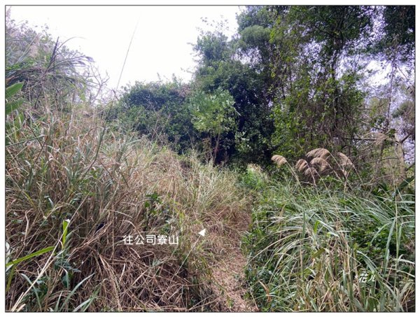 公司寮山 ( 苗栗、後龍 )3006164