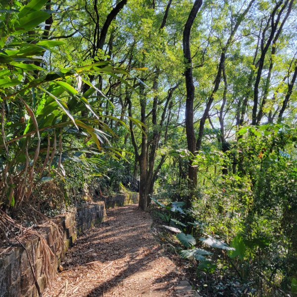 軟埤坑天梯步道1945511