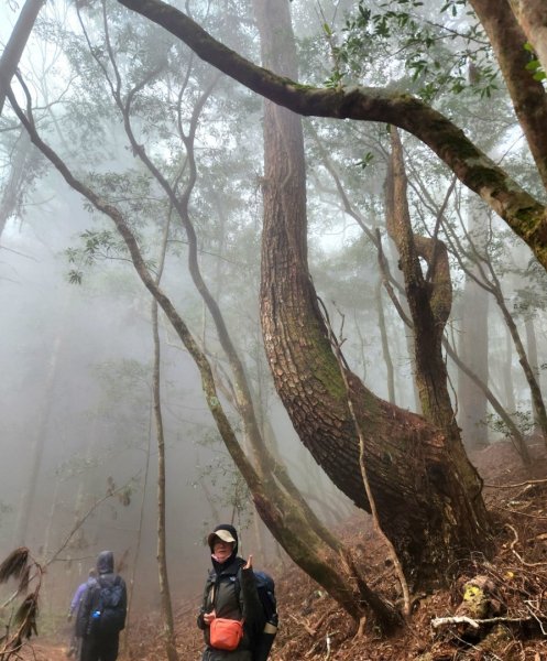 【中級山】芝生毛台山，芝生毛台山西峰，秀巒軍艦岩，屯野生步道，屯野生砲台2745125