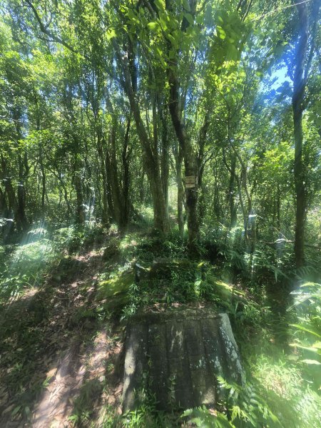 20260702中坑西山-仿山坑山-火燒寮古道下媚子寮3082291
