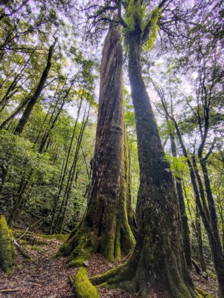 稍來小雪山國家步道、船型山、鞍馬山、鞍馬山東北峰、天池、雪山神木2799860