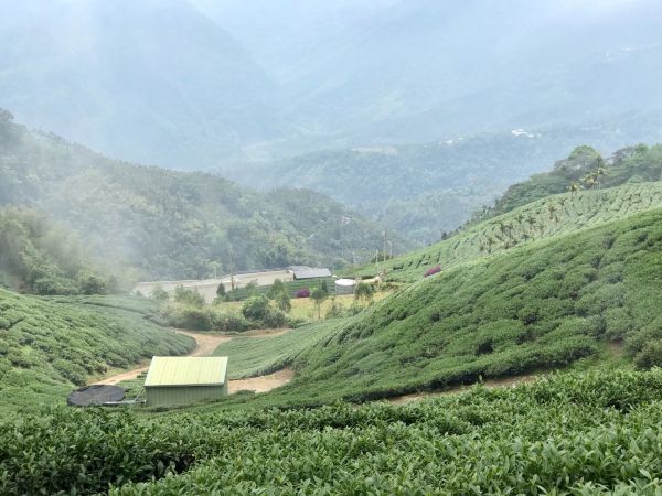 雲嘉梨子腳上大尖山314336