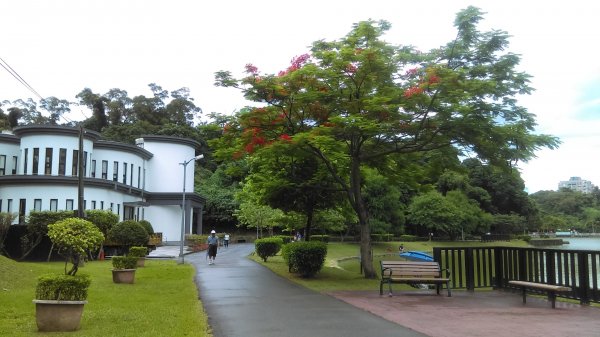 內湖碧湖公園環湖步道的湖光山色、波光粼粼987813