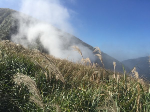 毛孩米奶登山去-七星山主峰、東峰737965