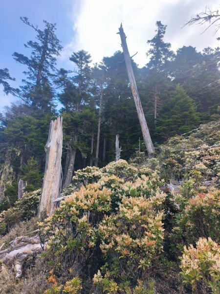 20240322 馬博8天縱走~第七天，馬西山，喀西帕南山2471483
