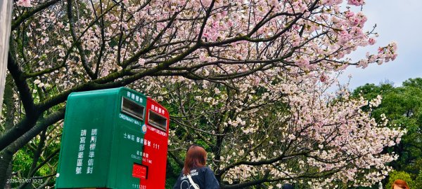 陽明山趴趴走 - 賞櫻花 3/72729270