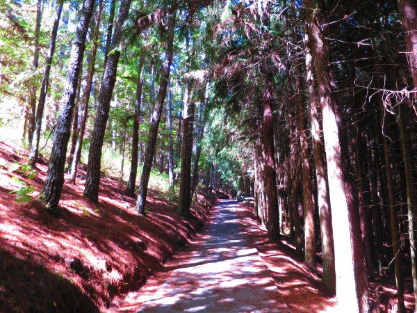 如童話般的森林步道-武陵桃山瀑布步道1190738