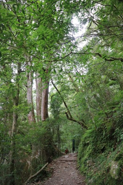 〔桃園復興〕拉拉山巨木，史詩級魔幻森林，75公頃紅檜 扁柏森林浴2237144