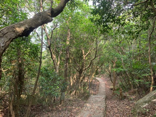 大崙頭尾山親山步道2767190