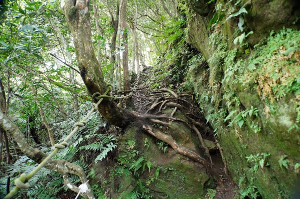 新竹 關西 福大山、彩和山、高甫山2988276