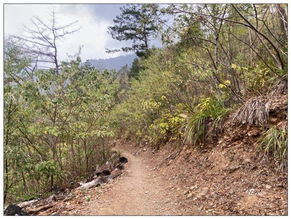 惠蓀林場 杜鵑嶺 O遶一圈3010264