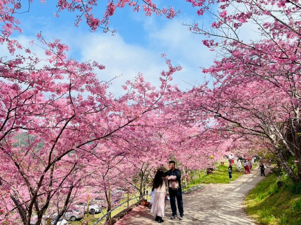 桃園 復興 巴陵 恩愛農場3011869