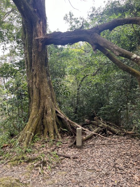 [屏步青雲 尋寶任務-02/10] 2024_0916 尾寮山登山步道2597393