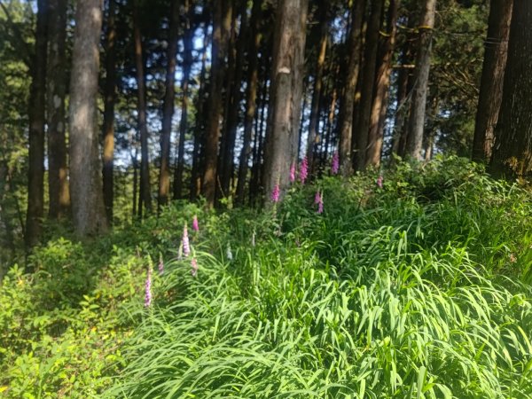 水山療癒步道順遊阿里山2495110