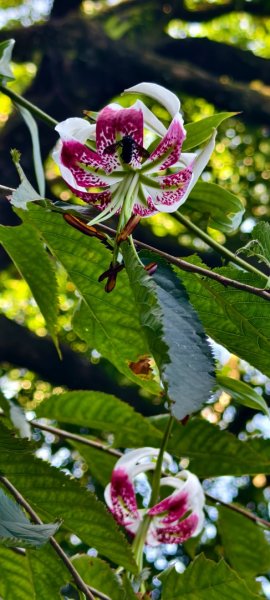 雲山水花鳥蝶-天龍國阿伯的日常 #艷紅鹿子百合 #大鳳蝶 #玉帶鳳蝶2863945