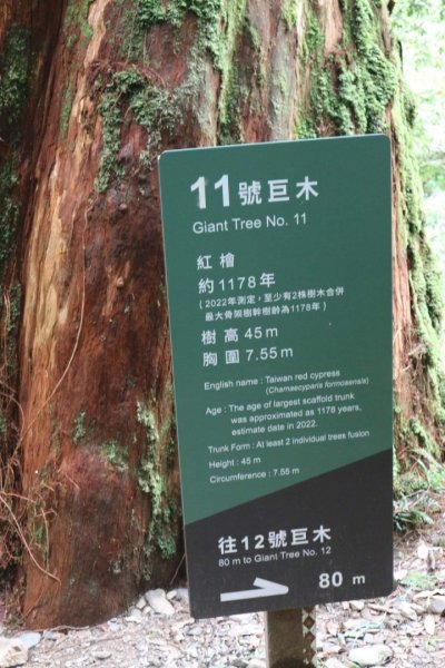 〔桃園復興〕拉拉山巨木，史詩級魔幻森林，75公頃紅檜 扁柏森林浴2237133