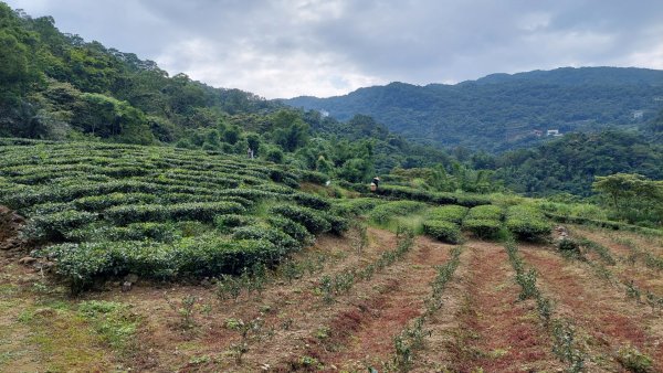 石碇 O 型縱走大崙古道・崩山大崙・華梵大學・熱腸古道・磨石坑山2803264