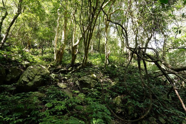 臺中 和平 屋我尾山、十文溪山2699453