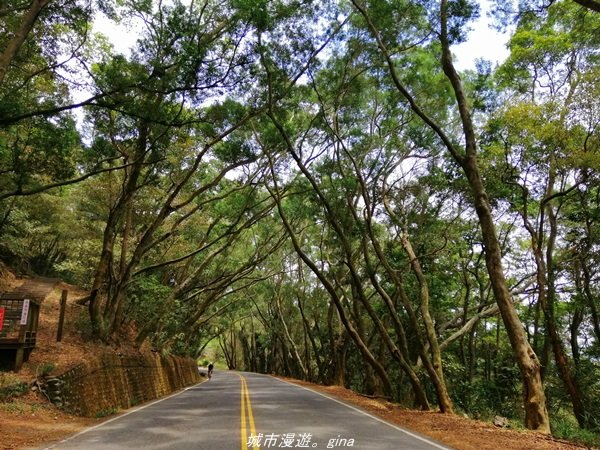 【南投】散步小百岳。 小百岳集起來。 編號48小百岳~橫山1386355