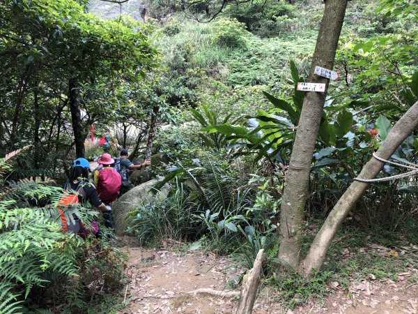 【北台灣郊山之王「瑞芳劍龍稜」 攀爬峭壁岩稜翻山越嶺驚險行】1337546