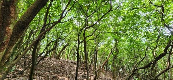 抹茶山，聖母登山步道，隆隆山，福卯古道，水柳腳登山步道，觀音台步道，北勢溪自行車道2112019