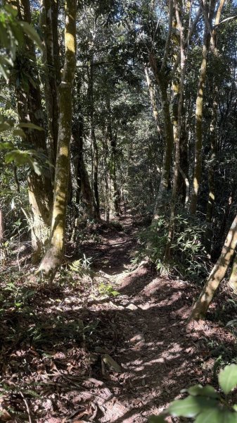 20260214 小百岳藤枝山3002992