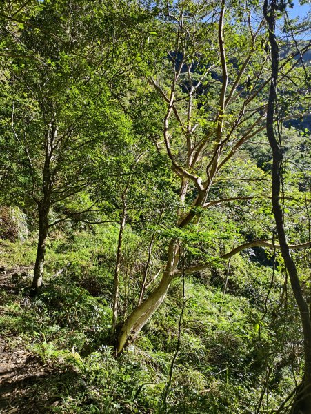 [玉山尋寶任務-07/12] 2025_0824 八通關雲龍瀑布步道2870563