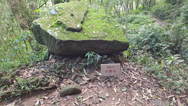20240305坪頂古圳-登峰圳-內雙溪古道-瑪礁古道-大崎頭步道O繞2447218