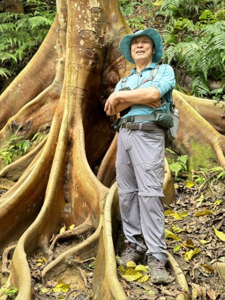 飛鳳山、中坑山、大阪根、賞血藤花O走2542594